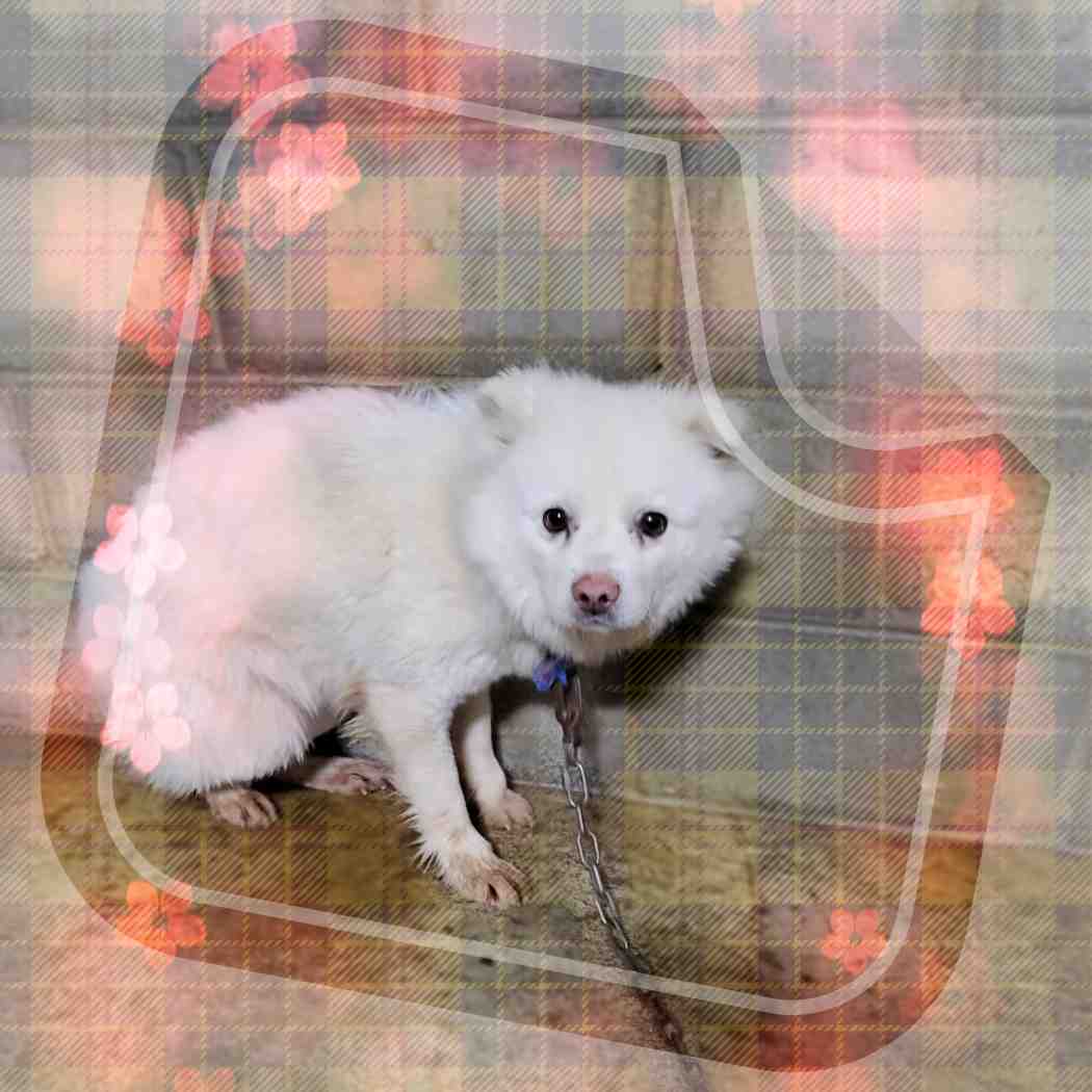 보호중 믹스견의 가…